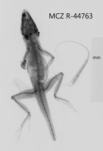 Media type: image;   Herpetology R-44763 Aspect: dorsoventral x-ray